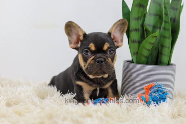 Image of Beauty, a French Bulldog puppy