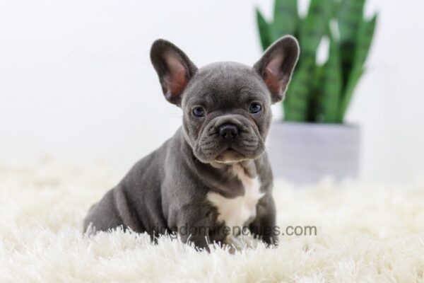 Image of Bella, a French Bulldog puppy