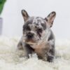 Image of Bobby, a French Bulldog puppy