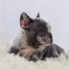 Image of Bobby, a French Bulldog puppy