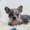 Image of Bobby, a French Bulldog puppy