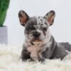 Image of Bobby, a French Bulldog puppy