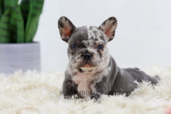 Image of Bobby, a French Bulldog puppy