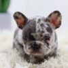 Image of Bobby, a French Bulldog puppy