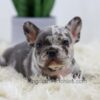 Image of Bobby, a French Bulldog puppy