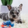 Image of Bobby, a French Bulldog puppy