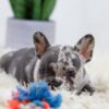 Image of Bobby, a French Bulldog puppy