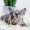 Image of Bobby, a French Bulldog puppy