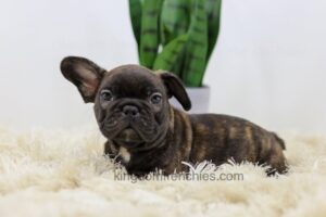 Image of Buster, a French Bulldog puppy