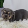 Image of Cash, a French Bulldog puppy