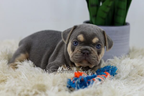 Image of Cash, a French Bulldog puppy