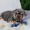 Image of Cash, a French Bulldog puppy