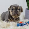 Image of Cash, a French Bulldog puppy