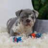 Image of Cassie, a French Bulldog puppy