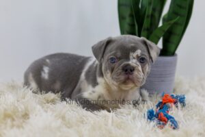 Image of Cassie, a French Bulldog puppy