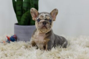 Image of Clover, a French Bulldog puppy
