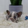 Image of Crystal, a French Bulldog puppy