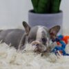 Image of Crystal, a French Bulldog puppy