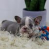 Image of Crystal, a French Bulldog puppy