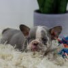 Image of Crystal, a French Bulldog puppy