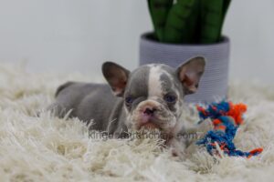 Image of Crystal, a French Bulldog puppy