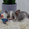 Image of Crystal, a French Bulldog puppy