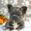 Image of Diva (Fluffy), a French Bulldog puppy