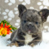 Image of Diva (Fluffy), a French Bulldog puppy