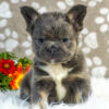 Image of Diva (Fluffy), a French Bulldog puppy