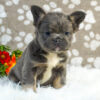 Image of Diva (Fluffy), a French Bulldog puppy