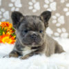 Image of Diva (Fluffy), a French Bulldog puppy