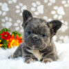 Image of Diva (Fluffy), a French Bulldog puppy