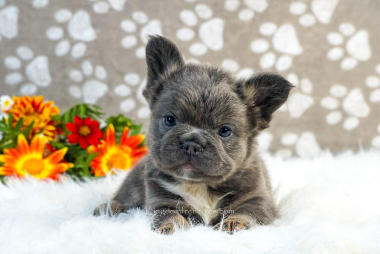 long haired frenchie puppy sitting