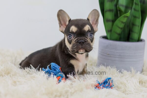 Image of Heidi, a French Bulldog puppy