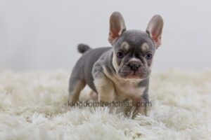 Image of Horace, a French Bulldog puppy