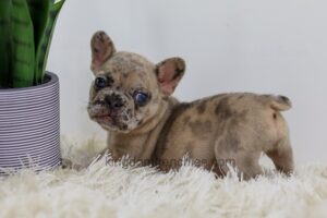 Image of Penny, a French Bulldog puppy