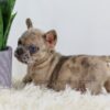 Image of Penny, a French Bulldog puppy