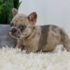 Image of Penny, a French Bulldog puppy