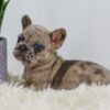 Image of Penny, a French Bulldog puppy