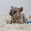 Image of Penny, a French Bulldog puppy