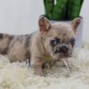 Image of Penny, a French Bulldog puppy