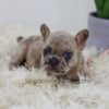 Image of Penny, a French Bulldog puppy