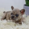 Image of Penny, a French Bulldog puppy