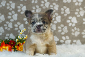 Image of River (Fluffy), a French Bulldog puppy