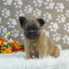 Image of Rocco (Fluffy), a French Bulldog puppy