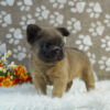 Image of Rocco (Fluffy), a French Bulldog puppy