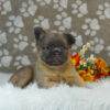 Image of Rocco (Fluffy), a French Bulldog puppy