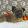 Image of Rocco (Fluffy), a French Bulldog puppy