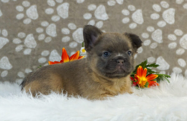 Image of Rocco (Fluffy), a French Bulldog puppy