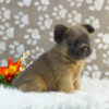 Image of Rocco (Fluffy), a French Bulldog puppy